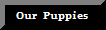 Puppies For Sale Now